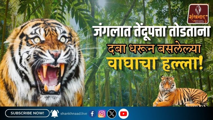 वाघाचा हल्ला!